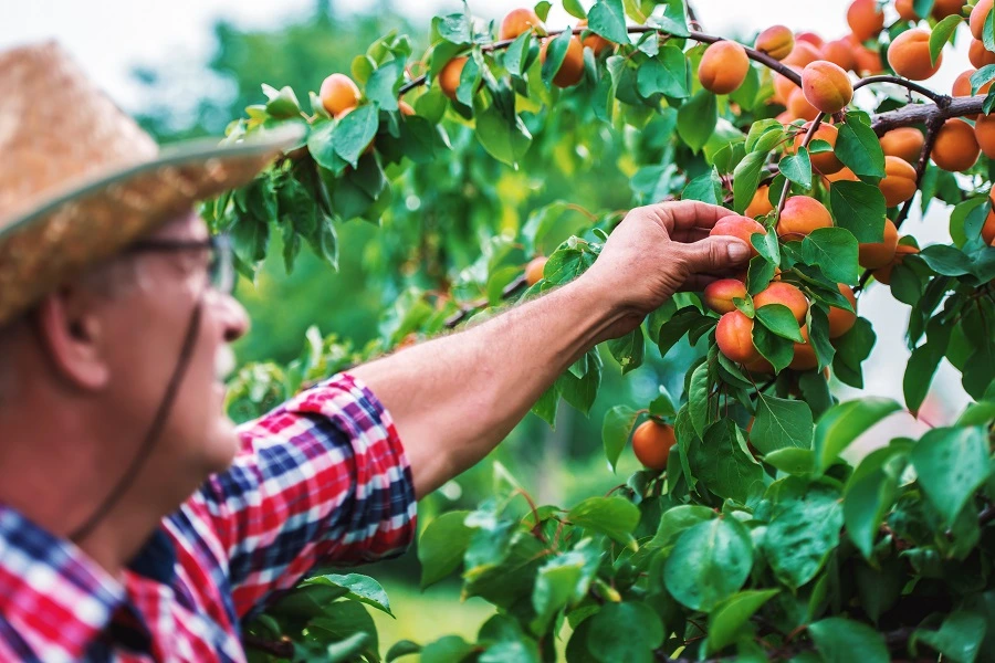 old farmer in hat plucking apricots from plant